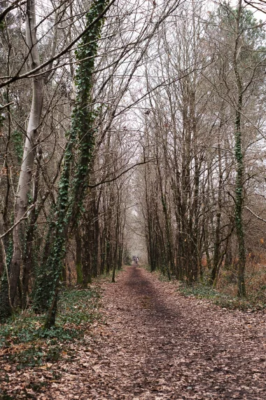 Etang de Paloumey   Chemin bois.